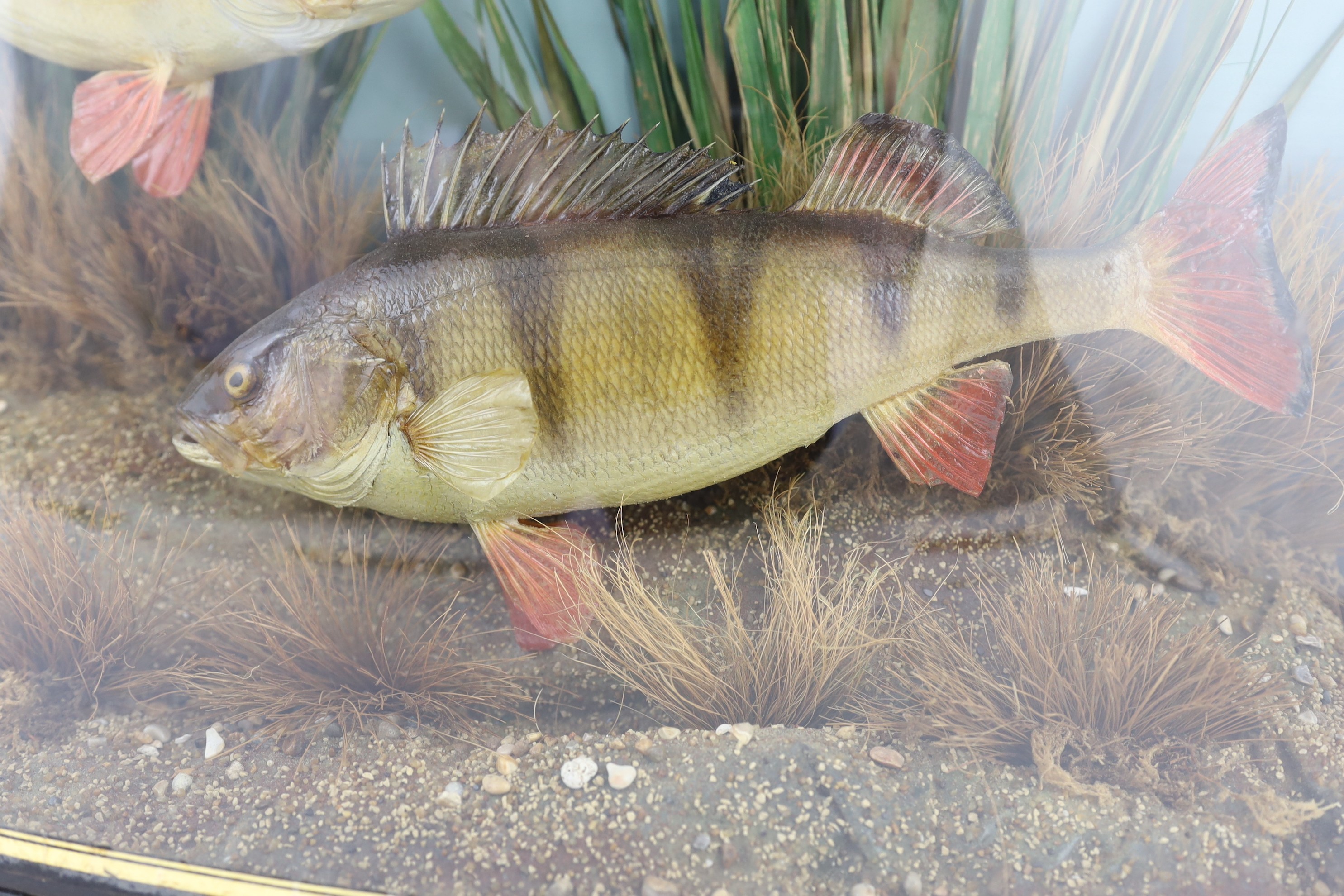 A John Cooper & Sons taxidermic display of two perch, caught by S.F. Maybrick, Warminster, July 14th 1934, width 70cm, height 39cm, depth 20cm